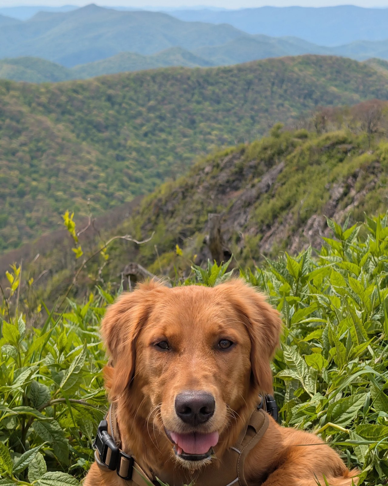 Willow, a golden retriever, lying in tall green brush on a ridge with the Blue Ridge mountains behind her.